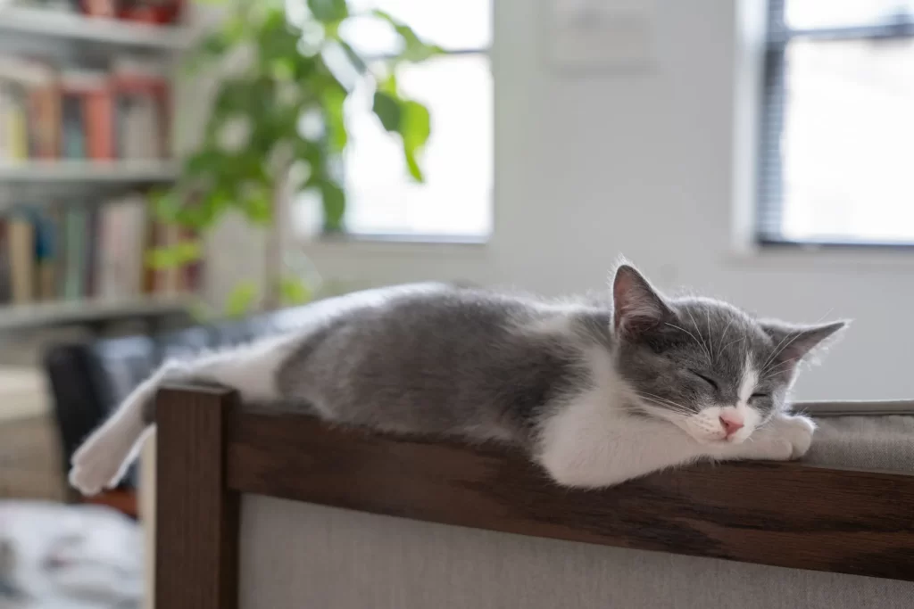 The Polyphasic Sleep Pattern of Cats