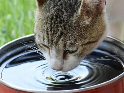 what to do if your cat is losing weight but still eating?