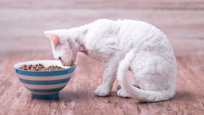 why is my cat losing weight but still eating?