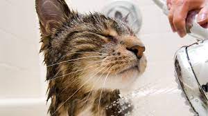 How to Bathe Your Cat Without Stress