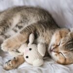 how many offers can cat sleep