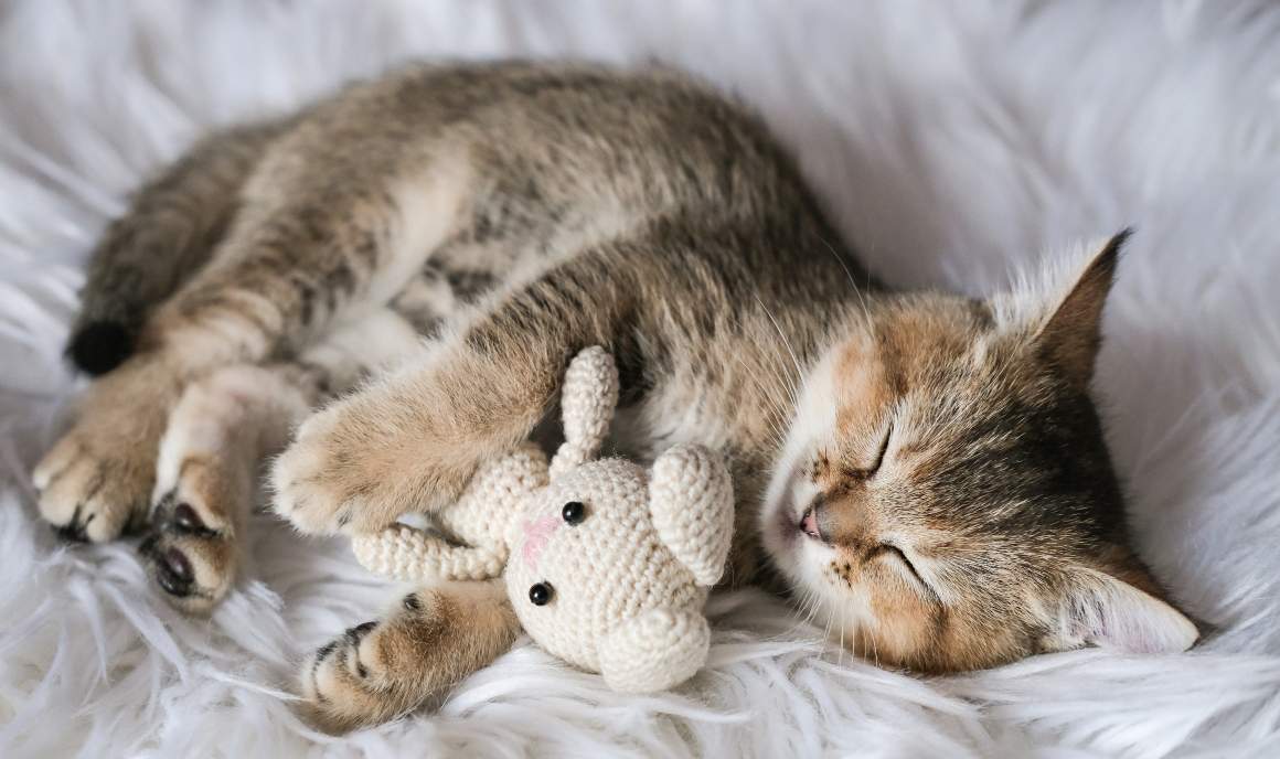 how many offers can cat sleep