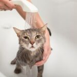 how often should you bathe cats