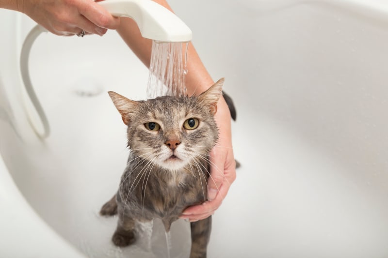 how often should you bathe cats