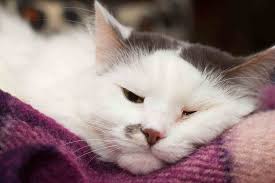 What Cat Sleeping Positions Reveal About Their Mood and Personality