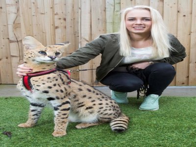 Keeping Serval Cats as Pets