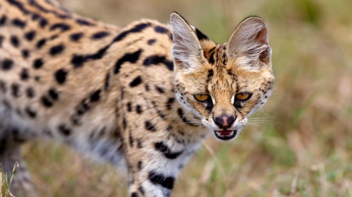 serval cat