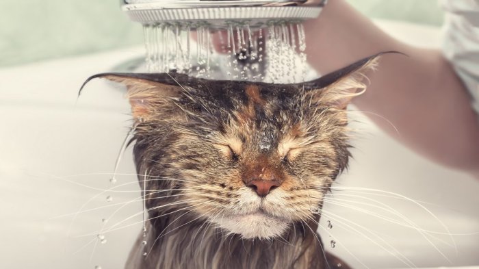 Bathe Cats
