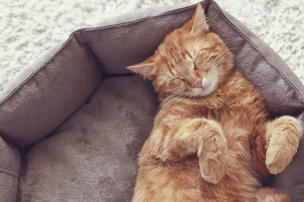 How Many Hours Do Cats Sleep