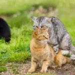 neutered cats still mate