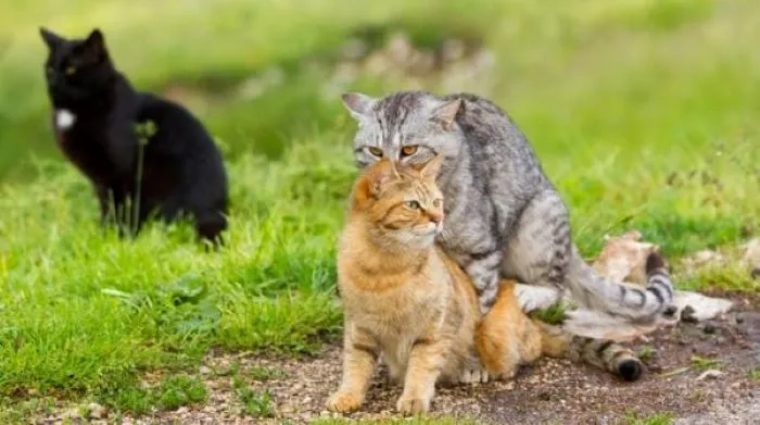 neutered cats still mate