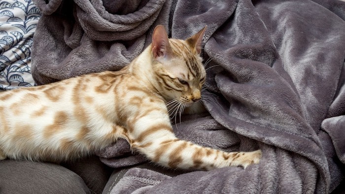 Cat Kneading