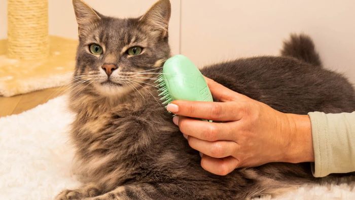 The Benefits of Using Vet-Approved Grooming Products for Dogs and Cats