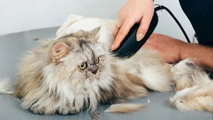 grooming of cat