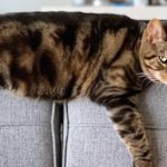 grown cat